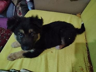 azərbaycan it adları: 2 ay, Erkek, Sənədli — 6