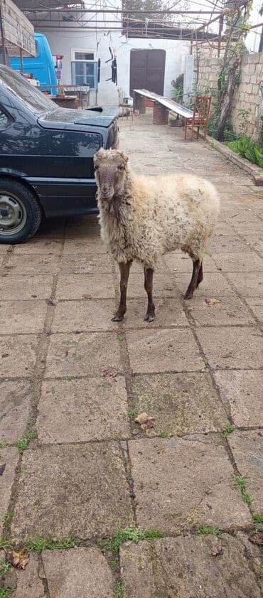 Quzu: Qoyun – yerli təsərrüfat heyvanı - Cins: qarayala/yerli tip (şəkildə — 3