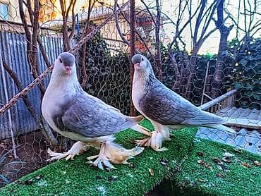 qus yuvası: Delfin Goyercin, hazir bala veren saglam cutdu, Yasamaldadi Təsvir: - — 2