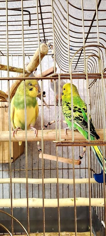 papuqay yemleri: İki Cüt Tutuquşu Satılıt Bir Cüt Ağ Bir cütdə Bulud Rəngdə və Sarılı — 2