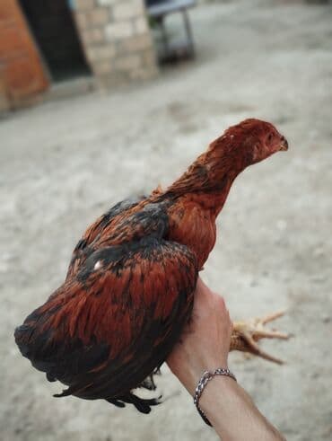 hinduşqa cücələri: Damazlıq, Ünvandan götürmə — 1