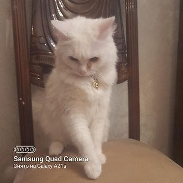 it oyuncaqlari: Tam ağ tüklü ev pişiyi - Rəng: qar kimi ağ, uzun və yumşaq tüklər - — 5