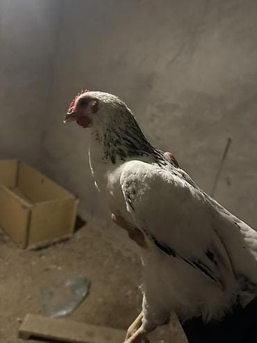 куры тоджон: Куриные цыплята, Для мяса — 2