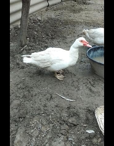 Erkək, | Lal ördək, Ətlik, Ünvandan götürmə