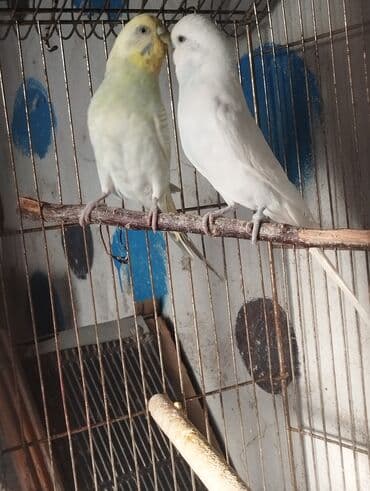 danisan quslar: Hazır cutlerdir yer isidir balata ela bacirlar Real alicilar narahat — 5