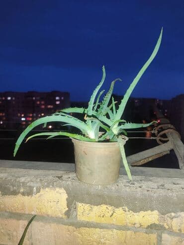 где купить алоэ вера: Aloe vera otaq bitkiləri - Dekorativ və faydalı sukulentdir — 3