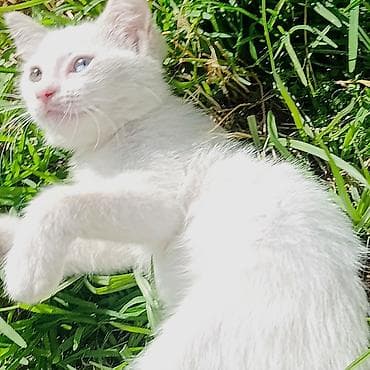 it pişik: Van, Erkək, Yaxşı əllərə, Ünvandan götürmə — 4