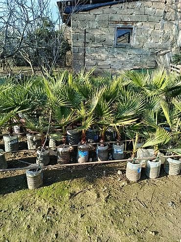 palma gul: PALMA❗️ - Növ: dekorativ xurma/palma (bağ, həyət və landşaft üçün). - — 2