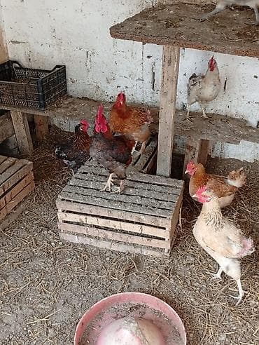 Hinduşkalar: Toyuq, Yumurtalıq, Ünvandan götürmə — 2