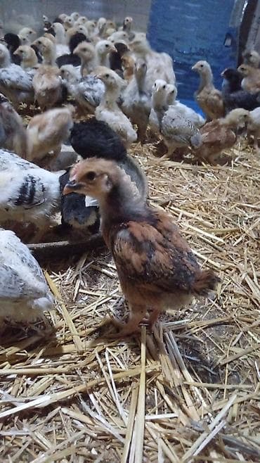 xarkov cuce: 1 aylıq kənd cuceleri 2.50 azn çox saydadir — 1