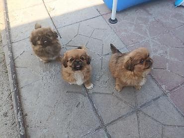pitbul itləri: Pekines — 4