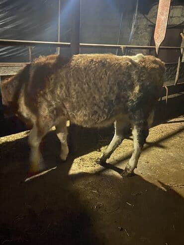 südlü inekler: Damazlıq duye Simental sortu anası 25-30 litr sud verir — 2