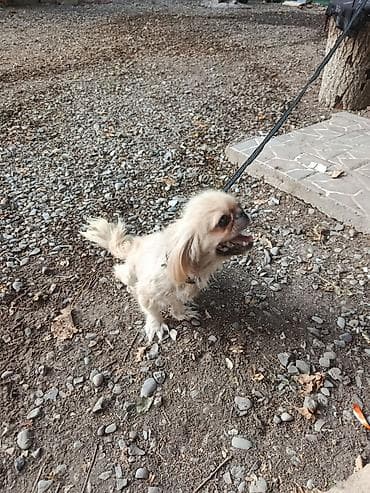 ən gozəl itlər: Pekines, 1 il, Dişi, Ödənişli çatdırılma — 1