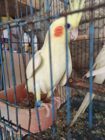 Danişan korella Karella Oxuyur Bezi sozleri deyir Baladi 3 ayliq