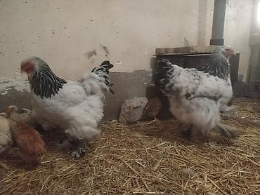 arpa satisi: Toyuq, Brama, Yumurtalıq — 4