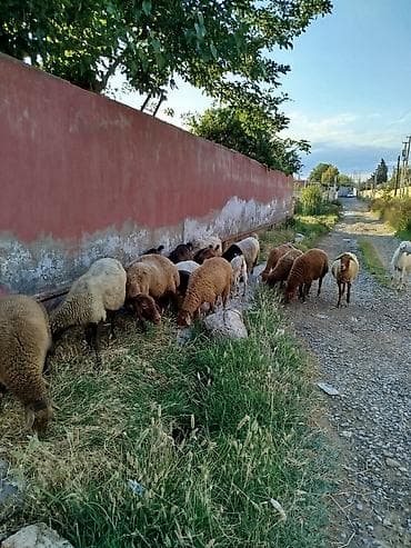 kanqal satilir: Dişi, Alpine, il: 1, Damazlıq, Südlük, Ətlik, Ünvandan götürmə — 2