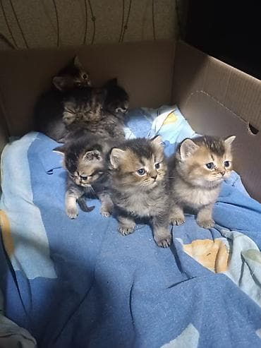 bala ordək: Ana Britan,Ata Şinşila pişik balaları - Cins: Brit və Şinşila (qısa — 3