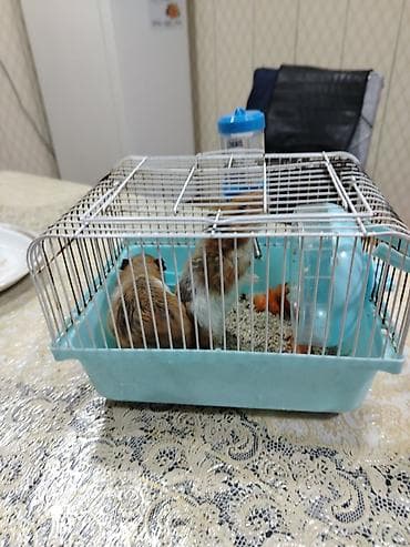 qefes: Hamsterlər və qəfəs dəsti Məhsul təsviri: - 2 ədəd hamster — 4