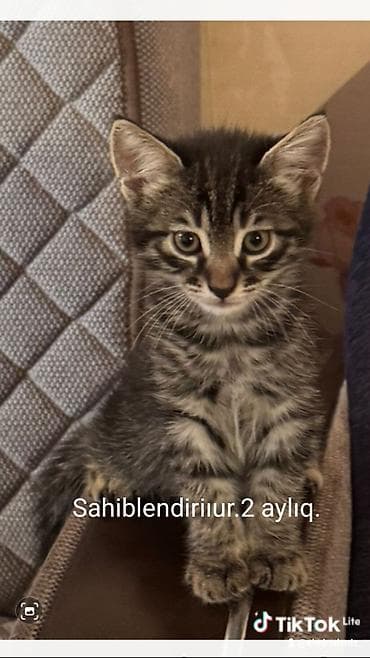 Tabbi, Yaxşı əllərə