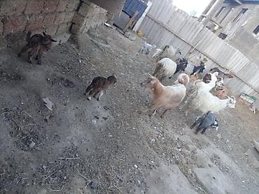 cins keçilər: Qoyun-keçi sürüsü satılır - Çoxsaylı müxtəlif cins və rəngdə keçilər — 1