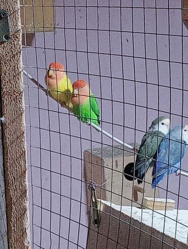 неразлучник: Bala veren cütler.Yuvaas bala al Tam sağlam quşlardı.Üiymət cütünə — 7