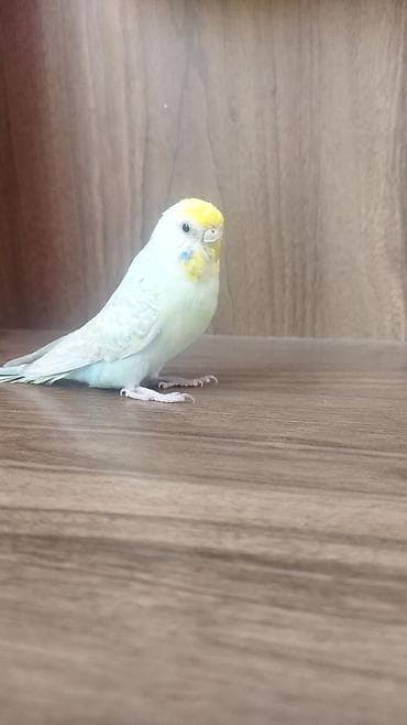 tutuquşu danışan: Məhsul: Dalmatian rəngli dalğalı papuqay (bajırıq) Təsvir: - Növ — 5