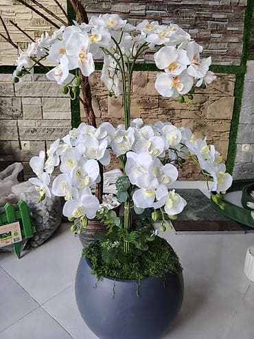 dekor güllər: Dekorativ orkide kompozisiyası – böyük ölçülü - Tərkib: ağ falenopsis — 1