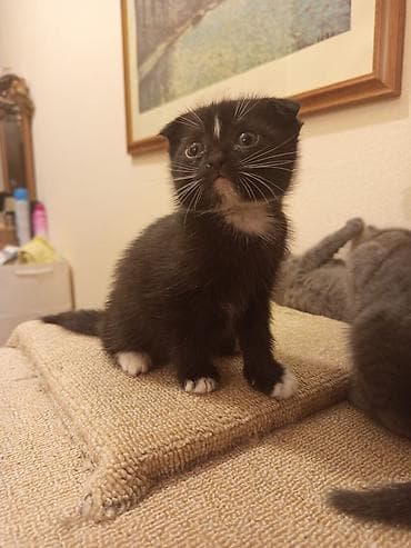 pişim: Britan — 10