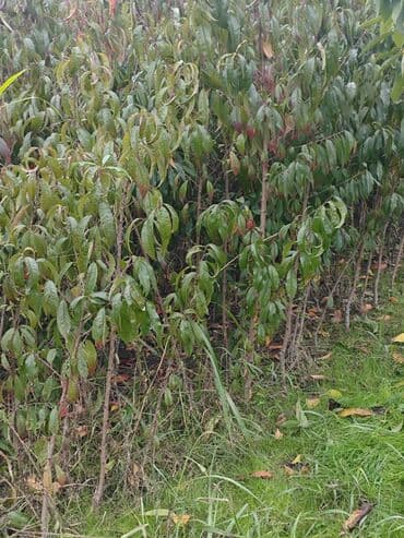 ikinci el jakuzi: Yerli növ 🍑 tingleri satılır 10 yaxın növ mövcüddur — 2