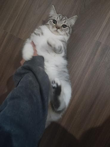 Gəmiricilər: Yaxşı əllərə — 2