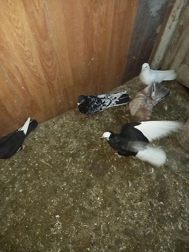 goyercin satilir: 3 ədəd əbrəş 2 mayadı 1 bir erkəy sağlam bal verən quşlardı sarı — 3