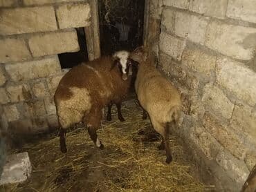 cins ineklerin qiymeti: Quzu, Dişi, ay: 6, 30 kq, Damazlıq, Ünvandan götürmə — 2