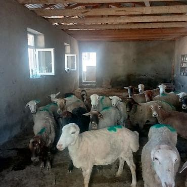 haski balasi satisi: Dişi, il: 3, 45 kq, Damazlıq, Ünvandan götürmə — 5