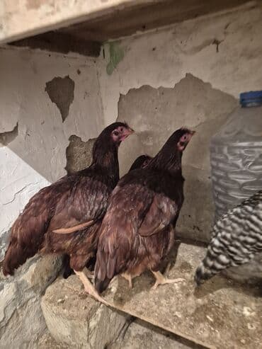 bakida cins ineklerin satisi: Курица, Для яиц — 2