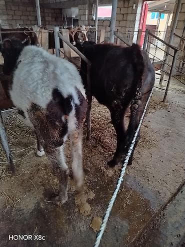 Аквариумы: Satışda: mal-qara buzovları (bir neçə baş) Xüsusiyyətlər: - Cins — 4