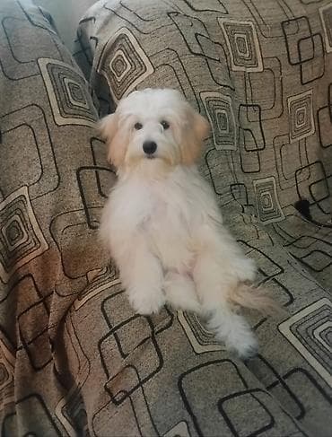 kreditle it satisi: Malta bolonka, 4 ay, Dişi — 2