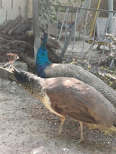 goyercin novleri: Tovus cütlüyü (erkək və dişi) - Növ: Hind tovusu (Pavo cristatus) - — 2