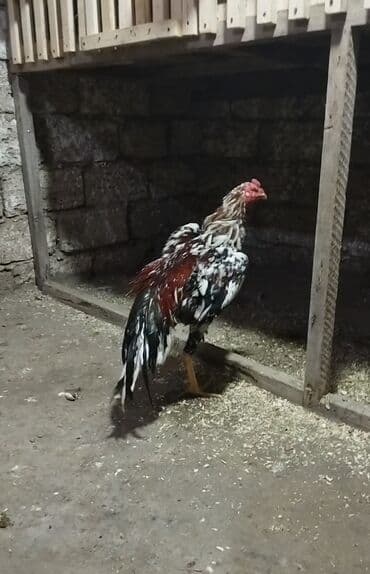 heyratı fere: Xoruz, Heyratı, il: 1, Ünvandan götürmə — 1