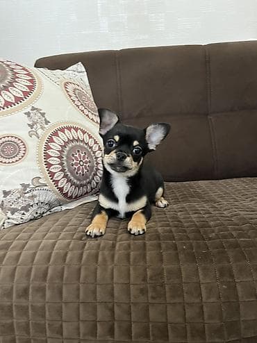 alpin teke: Çixuahua, 3 ay, Erkek, Peyvəndli, Ödənişli çatdırılma — 5