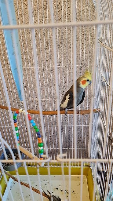 Tutuquşları: 2 korella qəfəslə və yuvayla 1 aylıq yem və vitaminləri ilə birlikdə — 2