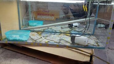 qizil baliq satisi: Akvaryum təxmini uzunluq 90–100 sm, hündürlük 35–40 sm, dərinlik 30–35 — 2