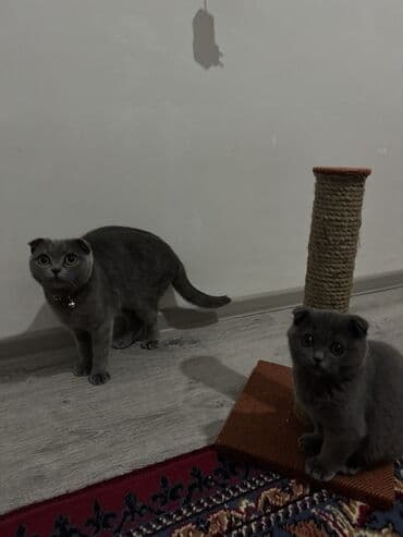 şotland pişik: Şotland yastı qulaq — 4