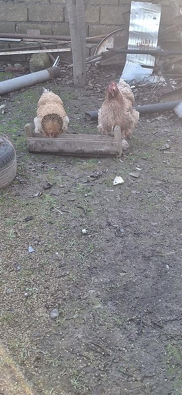 Heyvanlar üçün mallar: Brahma cinsli toyuqlar satılır. - Yaş: 1 il 7 ay - Tərkib: 2 fərə, - — 2