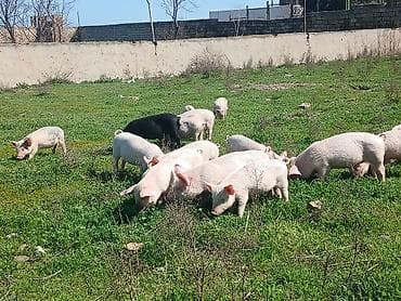 qurban qoyun sekilleri: Otlaqda gəzən çəhrayı və qara rəngli donuzlar. Müxtəlif ölçülərdə olan — 3