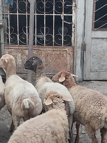 yanı balalı qoyun: Beyləqan quzuları
super kökdülər, diri çəki -10m — 6