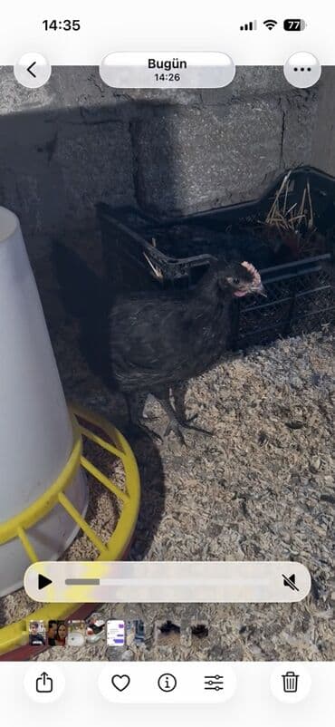 Гуси: Курица, Australop, Для разведения — 2