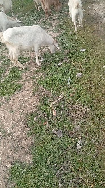 Salam 5 disi dir 1 erkey sanen 4 bala