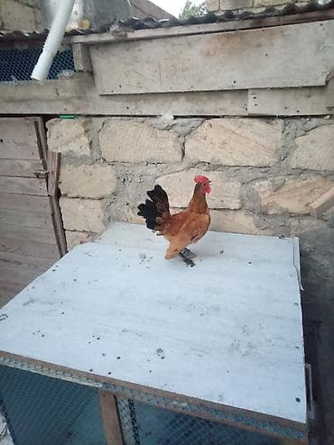 barter itlə: Toyuq, Damazlıq — 3