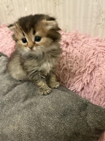 şotlan pisiyi: Ev pişiyi balası – uzun tüklü, bal rəngli-qara qarışıq kürk, iri — 2