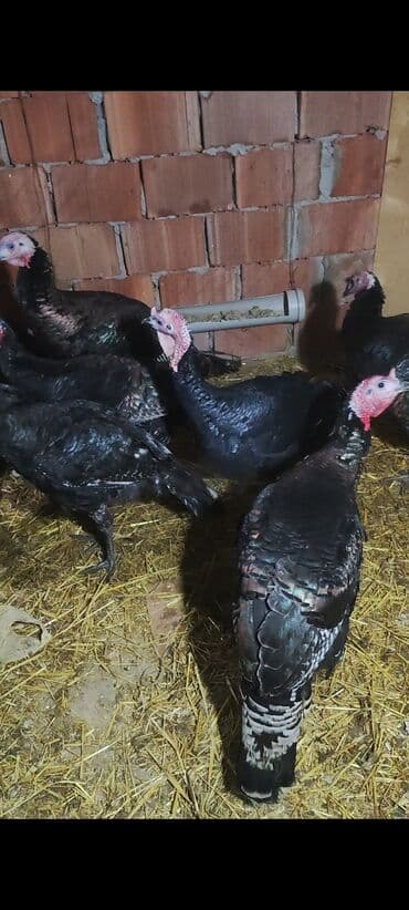 yuxuda ördək balası görmək: 5,6 ayliq tam sağlam kök hinduşkalar satilir ünvan yaşma bağlari — 1